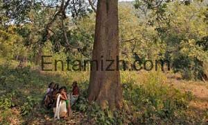 Women from the Dongria Kondh tribe sit under a tree at the foot of the Niyamgiri hills