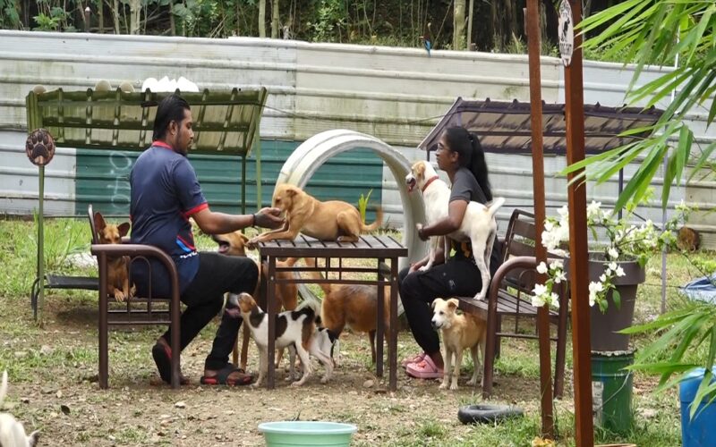 வளர்ப்பு பிராணிகளை இனியும் கருணை கொலை செய்யாதீர்