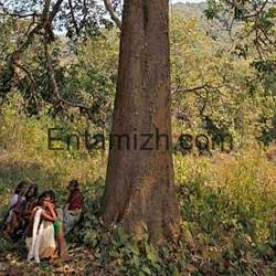 ஈராக் மலைப்பகுதியில் தஞ்சமடைந்துள்ள மக்களை காப்பாற்ற அமெரிக்கா நடவடிக்கை